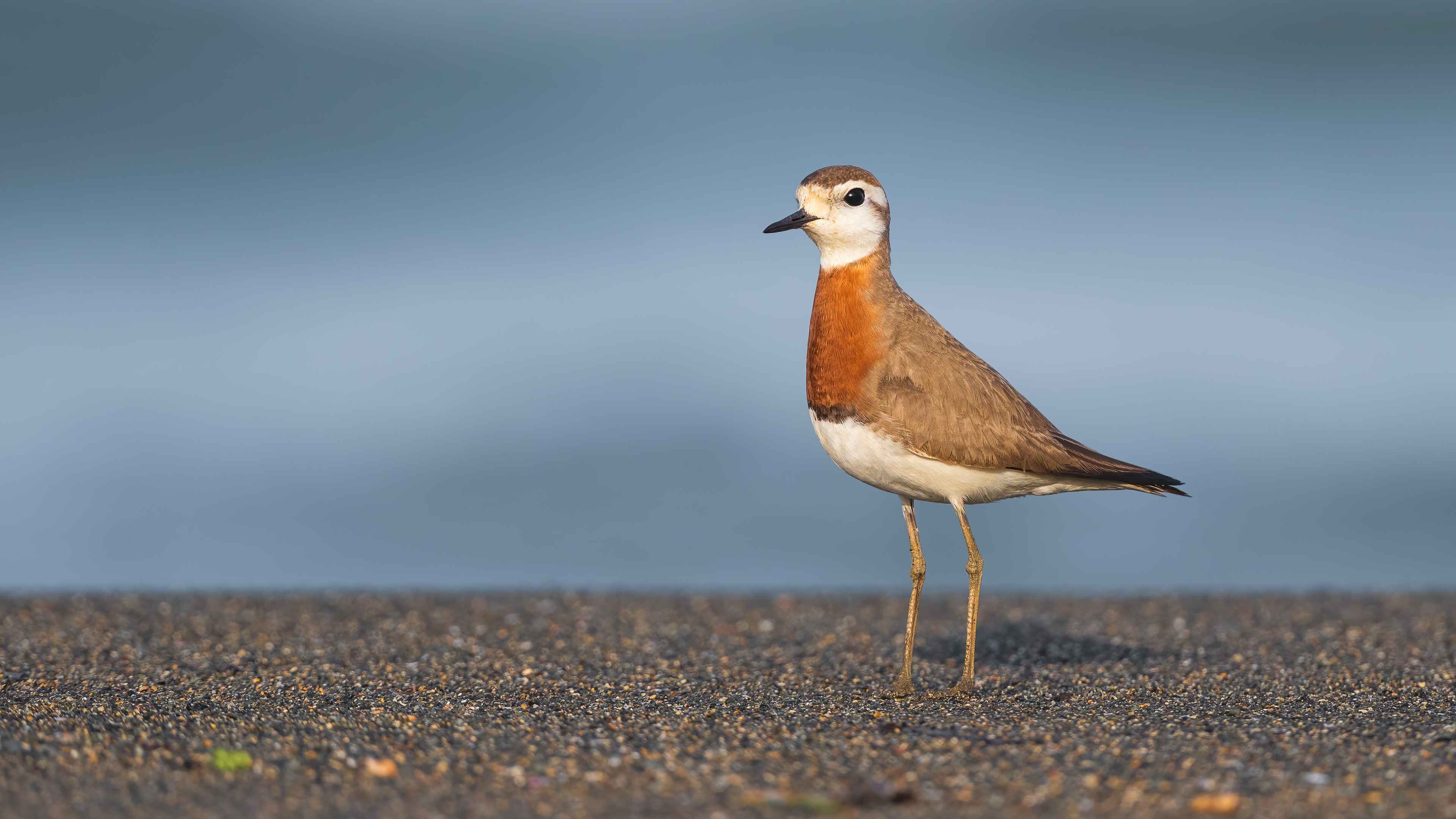 Caspian Plover